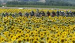 tdf14st13-sunflowers (1).jpg