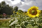 tdf14st20-sunflower.jpg