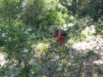 IMG_0010_resize.JPG