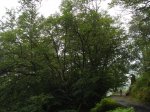 DSC06375.JPG