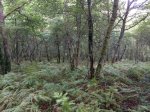 IMG-20140809-WA0000.jpg
