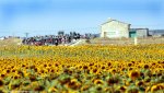 vuelta14st9-sunflowers.jpg