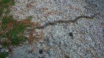 DSC_2236.JPG