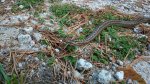 DSC_2239.JPG