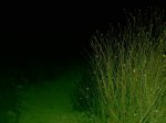 viii_nocturna_elx-fond__034.jpg
