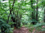 Fresneo-Borones-julio-07-23.jpg