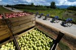 worlds14ttt-apples.jpg