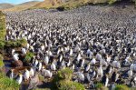 penguins.jpg