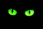 azabache ojos verdes.jpg