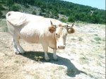 IMG011.JPG