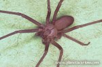 Arana-reclusa-parda1[1].jpg