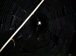 aRAÑA.JPG