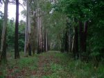 Camino5.JPG