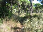 04 Pinares de Roche.jpg