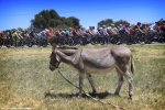 sanluis14-donkey.jpg