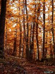 bosque-casta[1].jpg