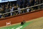 gent14-catbig.jpg