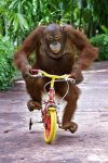 An-orangutan-monkey-riding-a-bike.jpg