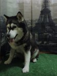 uploadfromtaptalk1422135765580.jpg