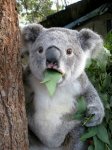 Surprised Koala.jpg