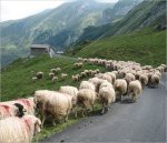 Pyrenees-Pez-2015 (10).jpg