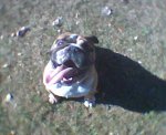 pedaza de lengua.jpg