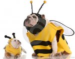 perro-vestido-encima-como-de-abejas-que-corresponden-con-12491460.jpg