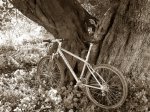 koku-soca-sepia.jpg