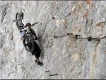 ferrata.jpg