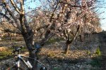 P1010184a.jpg