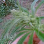 planta rara macho.JPG