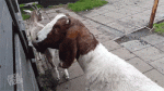 tumblr_nk94msxDPs1sial0xo1_400.gif