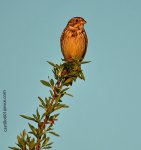 DSC_3067.jpg