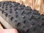saguaro004.jpg