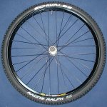 schwalbe.jpg4.jpg