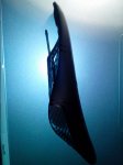 IMG_20150415_134059.jpg