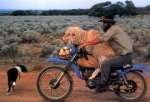 moto-oveja[1].jpg