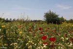turkey15-flowers-big.jpg