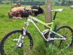 Piloña3.jpg