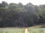 Senderos por Collserola (48).JPG