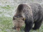 golden grizzly 002.JPG