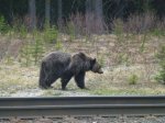 golden grizzly 004.JPG