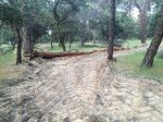 MontePozueloCorteArbol1.jpg