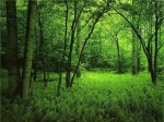 bosque-de-galicia.jpg