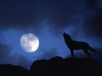 20070415170741-lobo.jpg