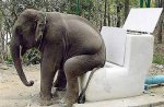 30-652-a-20051128091645_elefante_cagando.jpg