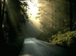 1110969__early-morning-in-alsace_p.jpg