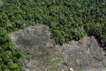 deforestacion-borneo.jpg