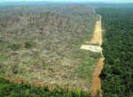 Amazonia_deforestada_Brasil_plantar_soja.jpg