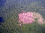 deforestaciÃ³n amazonas.jpg